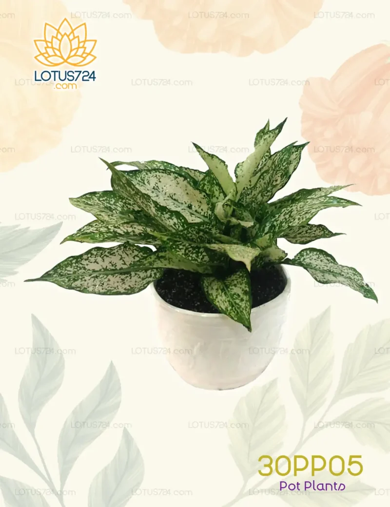 Pot Plants Code: 30PP05