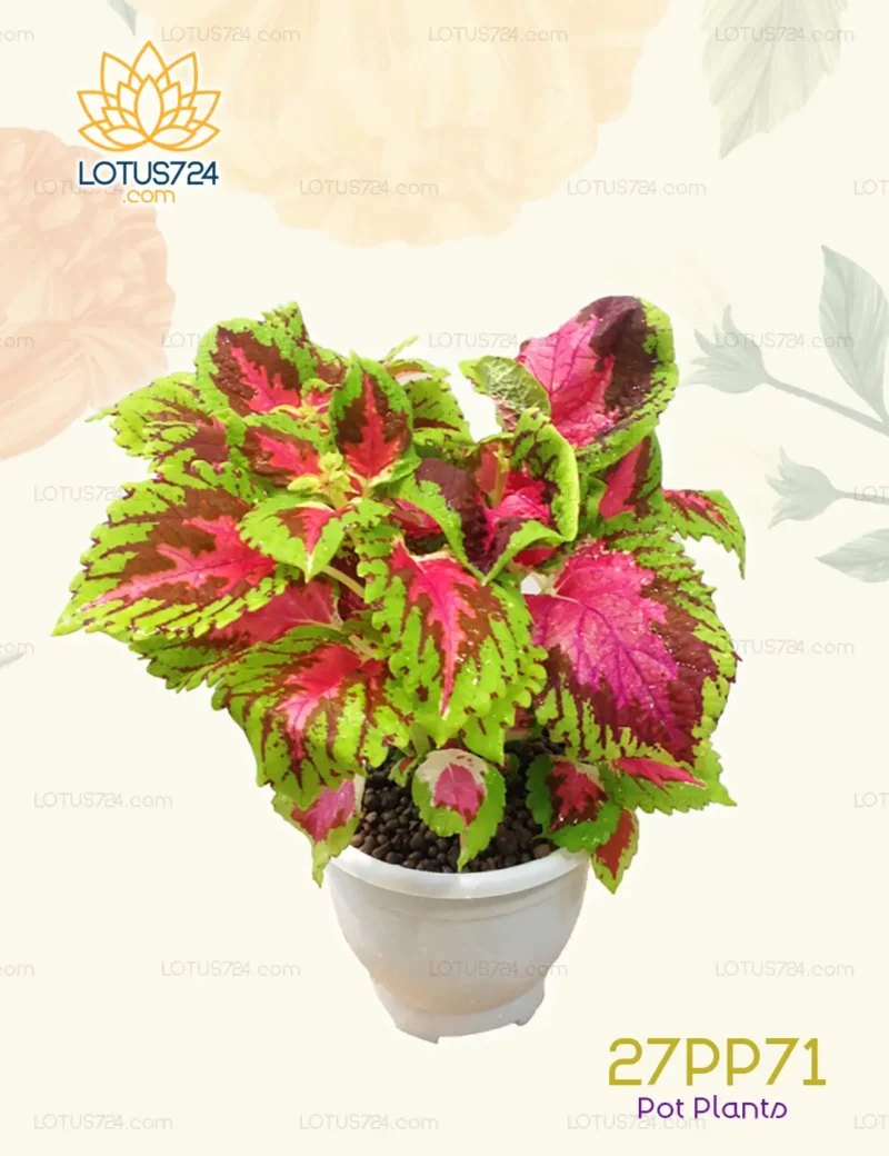 Pot Plants Code: 27PP71